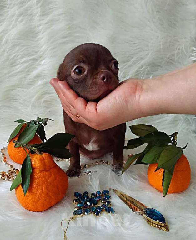 Собаки в Санкт-Петербурге: шоколадный мальчик 5 мес мелкий стандарт Мальчик, 27 000 руб. - фото 8