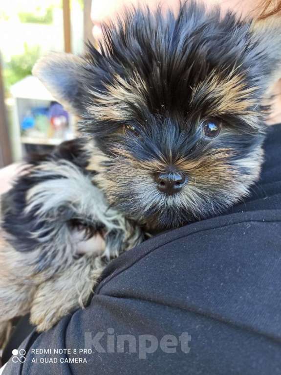 Собаки в Рузе: Йоркширский терьер  Девочка, 50 000 руб. - фото 2