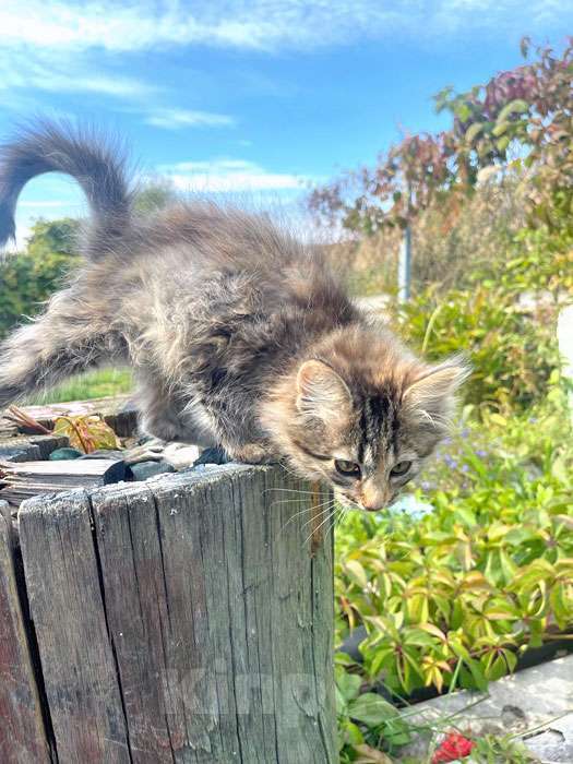 Кошки в Москве: Три славных котенка, мальчик и девочки ищут дом Девочка, 10 руб. - фото 3