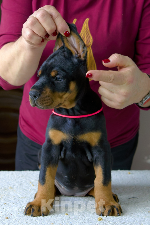 Собаки в Москве: Щенок добермана Девочка, 100 000 руб. - фото 2