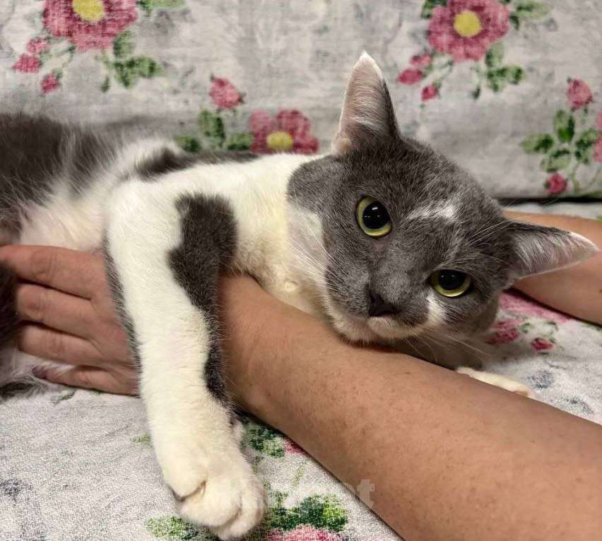 Кошки в Калуге: Отдам в хорошие руки Мальчик, Бесплатно - фото 3