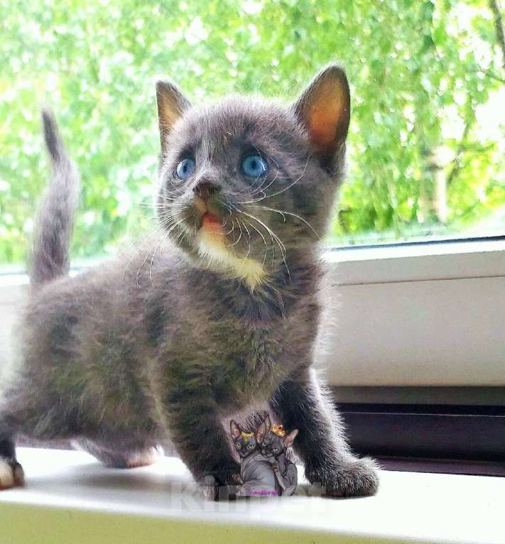 Кошки в Люберцах: Мальчишка программа DBE Мальчик, Бесплатно - фото 5