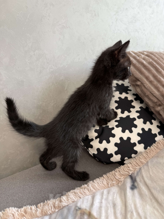 Кошки в Химках: Котенок мальчик 3 месяца Мальчик, Бесплатно - фото 1