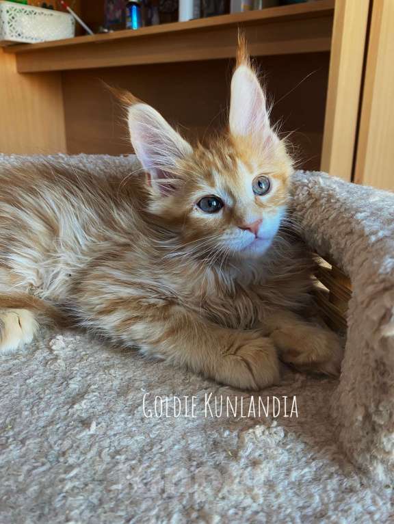 Кошки в Екатеринбурге: Девочка, красное солнышко Девочка, 30 000 руб. - фото 1