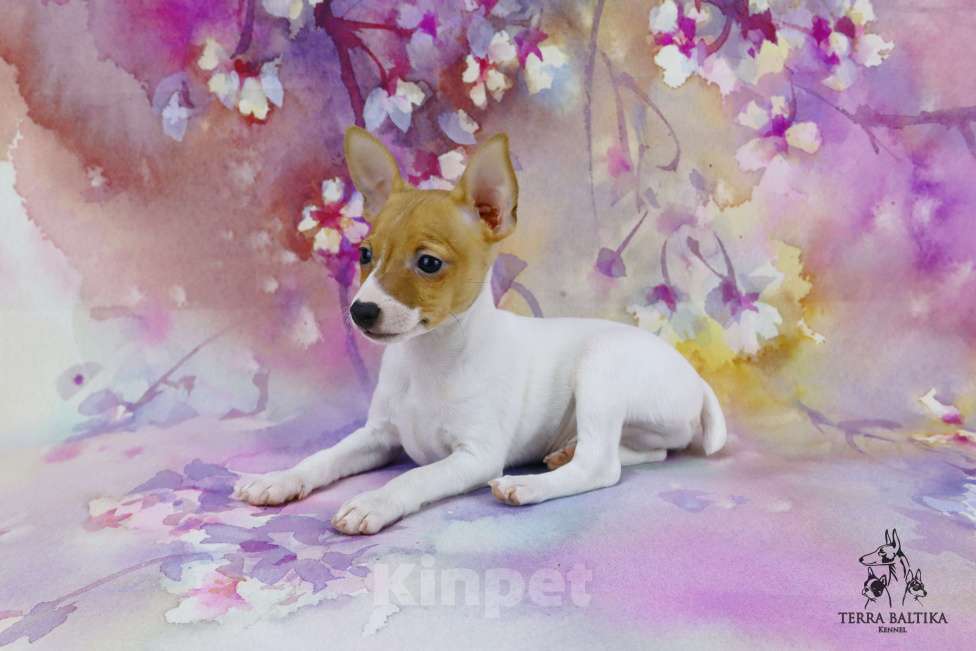 Собаки в Санкт-Петербурге: Щенок той-фокстерьера, мальчик Мальчик, 50 000 руб. - фото 5