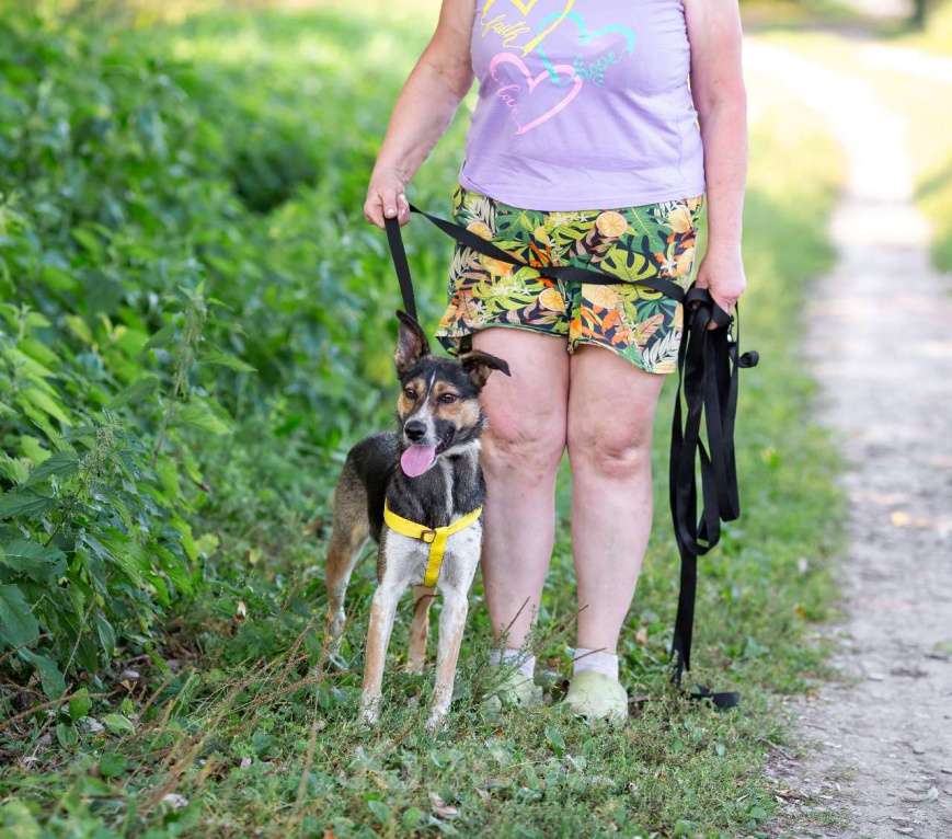 Собаки в Москве: Собачка в добрые ручки Мальчик, Бесплатно - фото 4