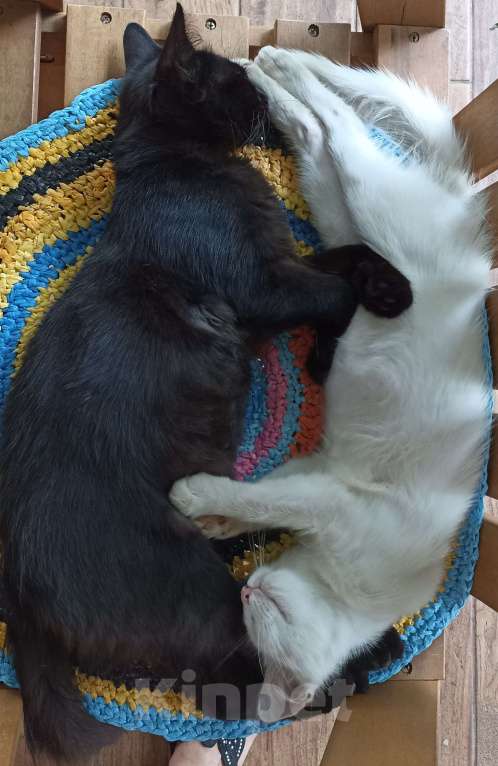 Кошки в Краснодаре: Котята ищут дом Девочка, Бесплатно - фото 1