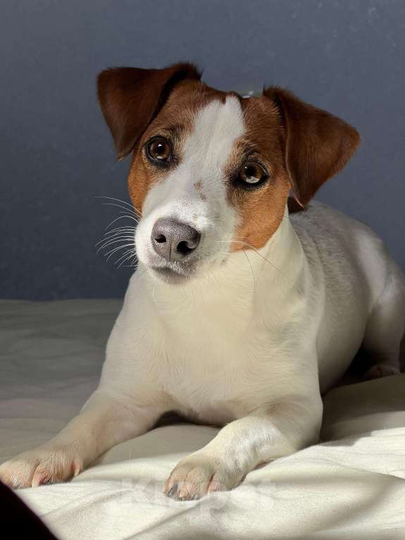 Собаки в Москве: Мальчик 3 мес Бруно Мальчик, Бесплатно - фото 4