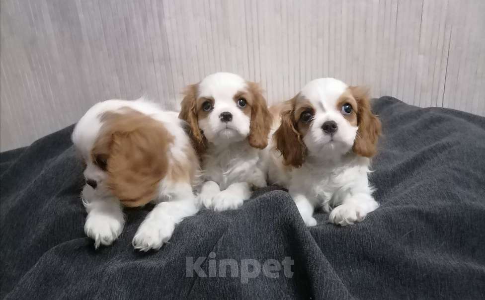Собаки в Москве: Кавалер Кинг Чарльз спаниель 2 мес.  Девочка, 110 000 руб. - фото 2