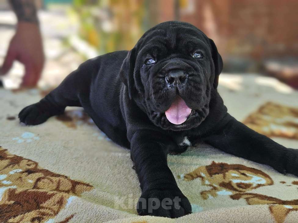 Собаки в Ростове-на-Дону: Мальчик чёрный  Мальчик, 80 000 руб. - фото 3