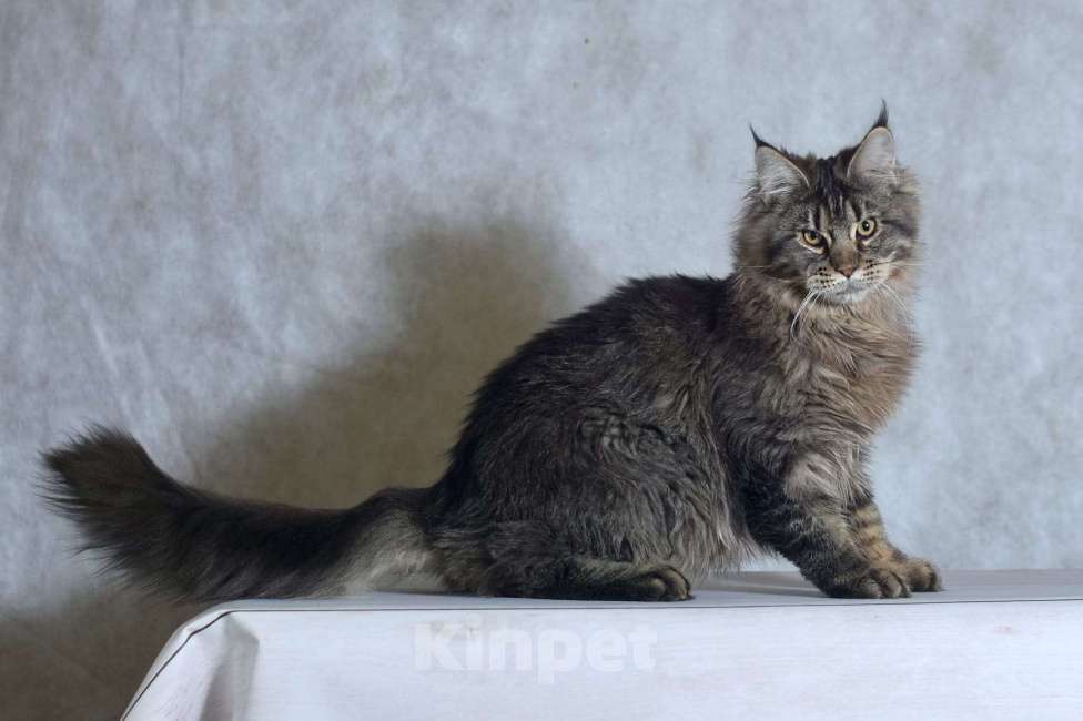 Кошки в Москве: Котенок 3 Мальчик, 1 руб. - фото 3