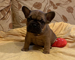 Собаки в Санкт-Петербурге: Шикарный мальчик французского бульдога Мальчик, 40 000 руб. - фото 6