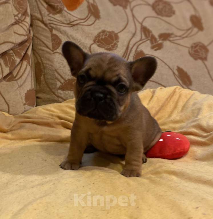 Собаки в Санкт-Петербурге: Шикарный мальчик французского бульдога Мальчик, 40 000 руб. - фото 6
