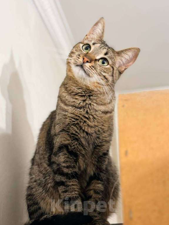 Кошки в Балашихе: Вента Девочка, Бесплатно - фото 5