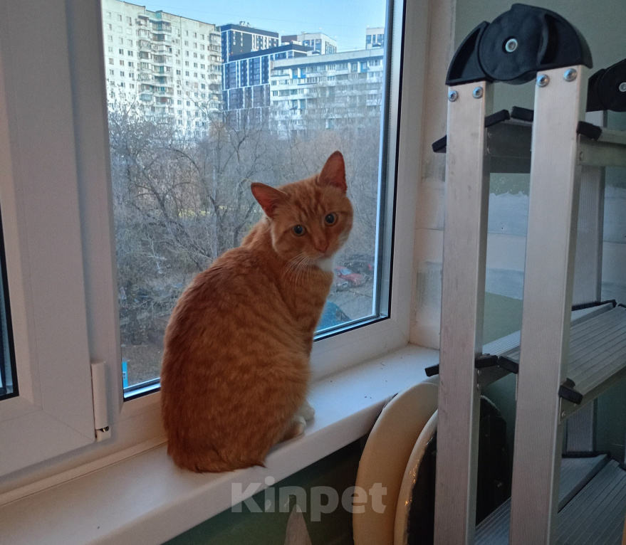 Кошки в Москве: Рыжий кот ищет любящий и спокойный дом Мальчик, Бесплатно - фото 6
