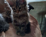Кошки в Уфе: Котята мейн-куны Мальчик, 10 000 руб. - фото 2