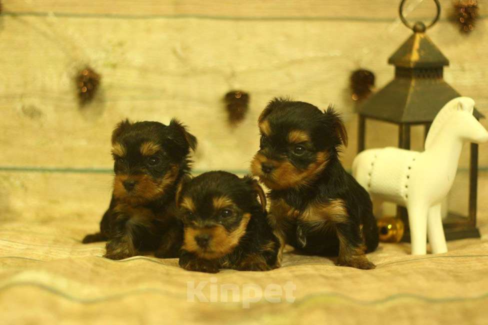 Собаки в Новосибирске: Девочка, лапушка.  Девочка, 40 000 руб. - фото 6