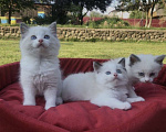 Кошки в Москве: Котята породы рэгдолл Девочка, 50 000 руб. - фото 2