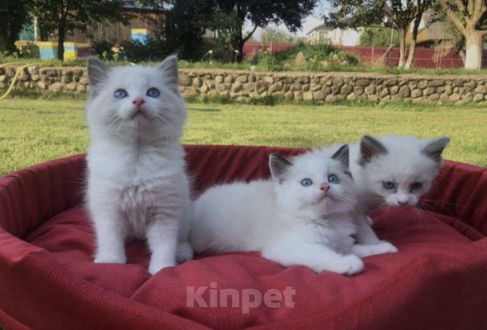 Кошки в Москве: Котята породы рэгдолл Девочка, 50 000 руб. - фото 2