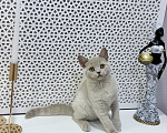 Кошки в Москве: Британский котенок Девочка, 50 000 руб. - фото 6