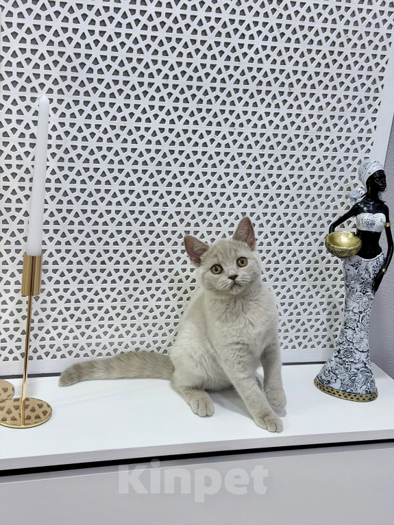 Кошки в Москве: Британский котенок Девочка, 50 000 руб. - фото 6