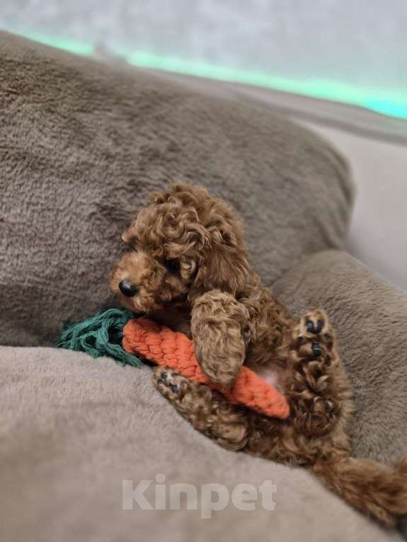 Собаки в Реутове: Той-пудель щенок Девочка, 90 000 руб. - фото 2