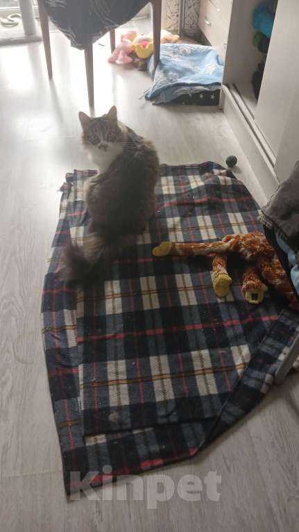 Кошки в Иваново: Потерялся кот Мальчик, Бесплатно - фото 4