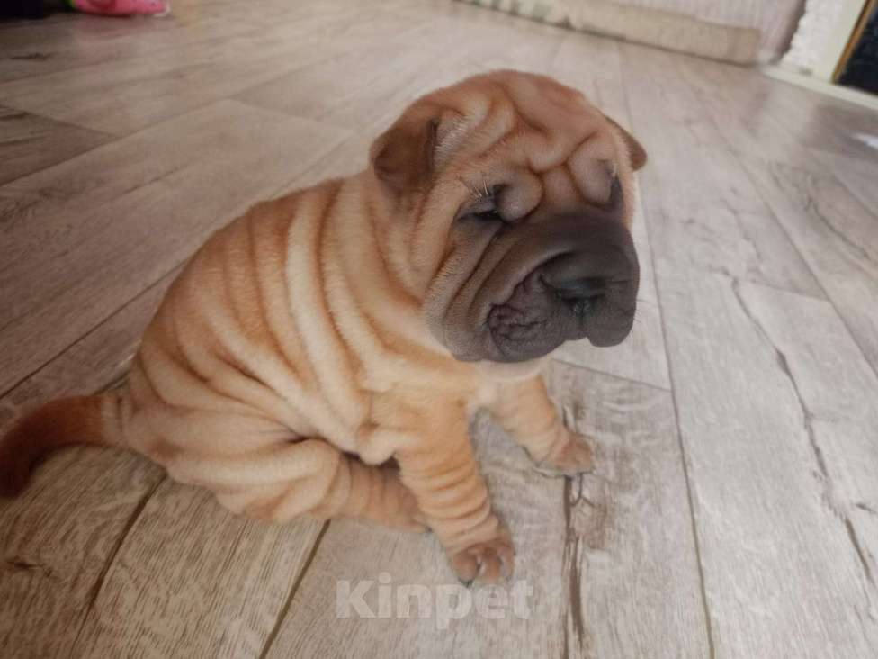 Собаки в Ленинске-Кузнецком: Красотка Изабелла , добрая, шустрая.  Девочка, Бесплатно - фото 2