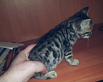 Кошки в Туле: Розетка на серебре Девочка, 7 000 руб. - фото 4
