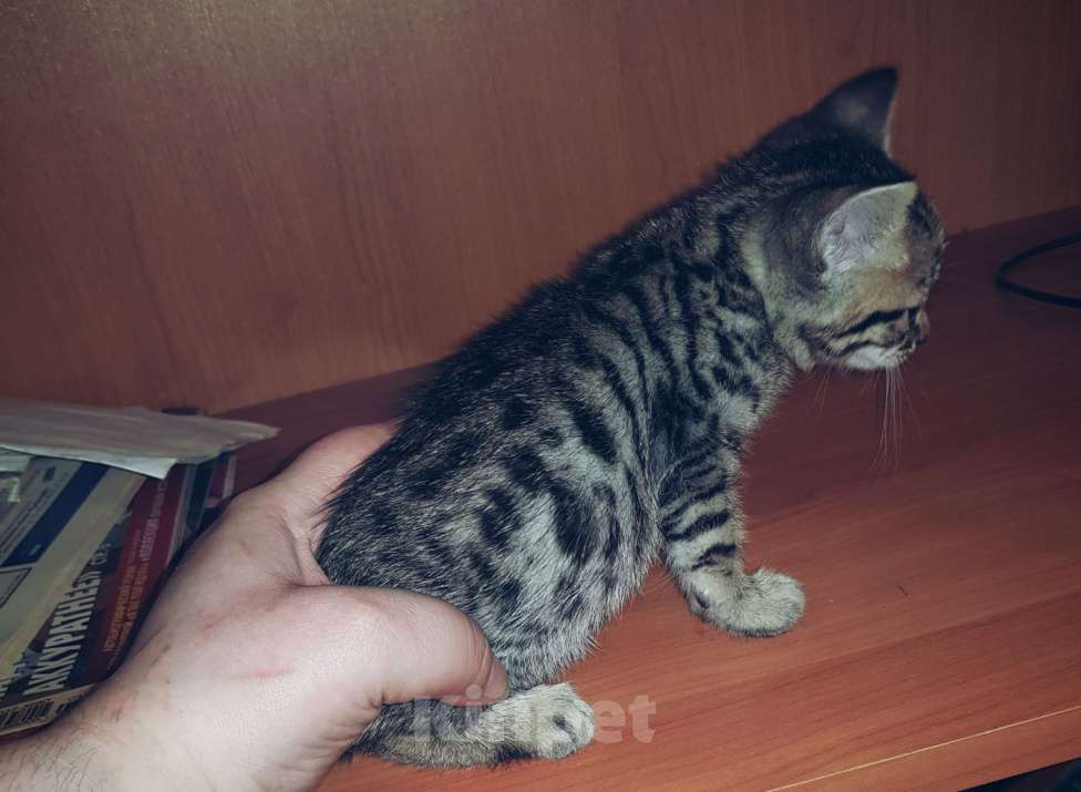 Кошки в Туле: Розетка на серебре Девочка, 7 000 руб. - фото 4