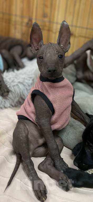 Собаки в Москве: Мексиканская голая собака среднего размера Мальчик, 70 000 руб. - фото 2