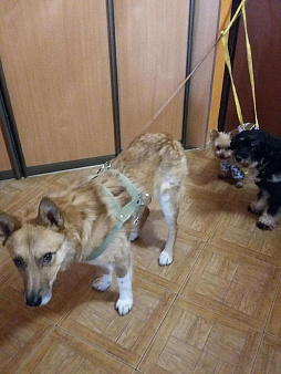 Объявление: потерялась собака боря , Бесплатно, Екатеринбург