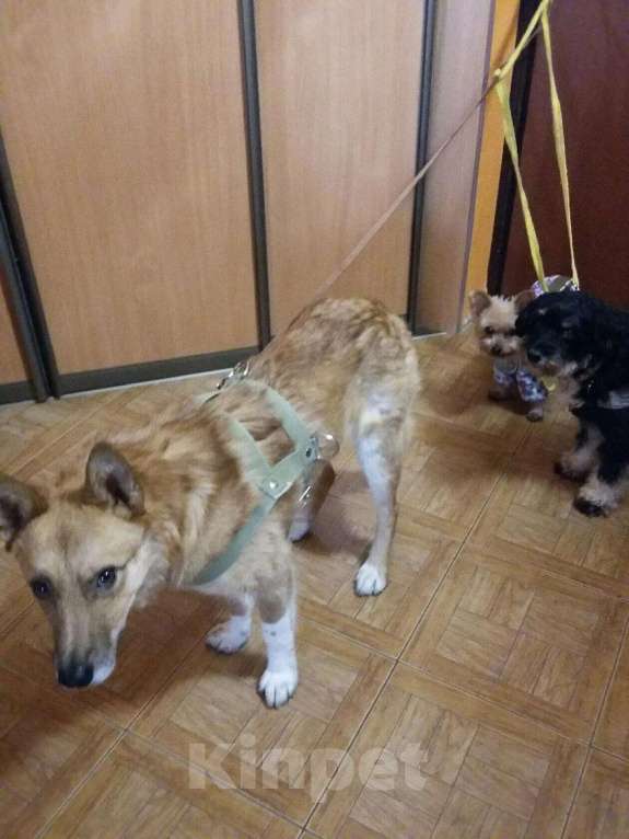 Собаки в Екатеринбурге: потерялась собака боря  Мальчик, Бесплатно - фото 1