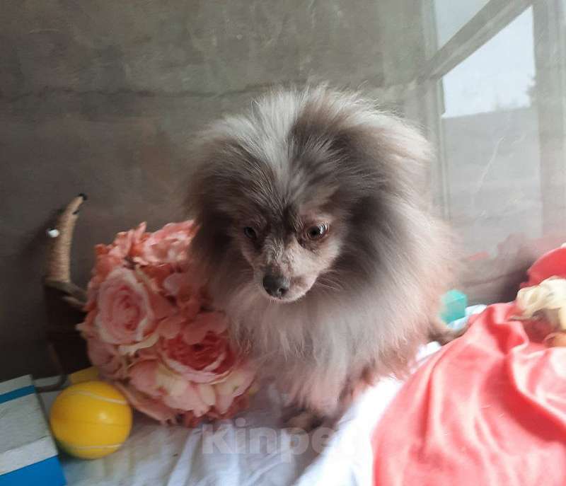 Собаки в Москве: Померанский шпиц окраса мерле Мальвина в добрые руки Девочка, Бесплатно - фото 2