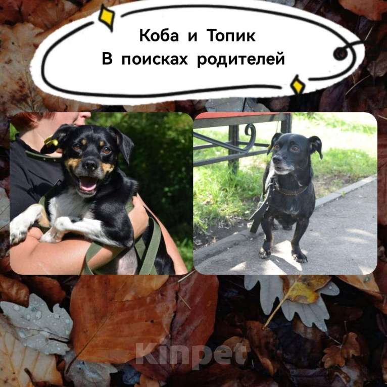 Собаки в Раменском: Коба и Топик в поисках дома Мальчик, Бесплатно - фото 1