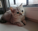 Кошки в Москве: Шотландский котенок Мальчик, 15 000 руб. - фото 1