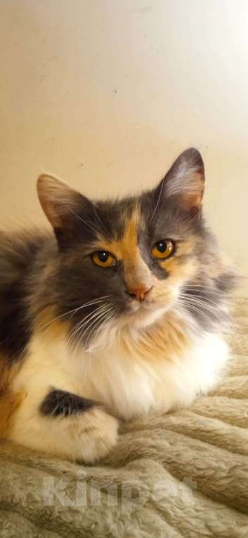 Кошки в Люберцах: Ищет дом чудесная Тэйла Девочка, Бесплатно - фото 2