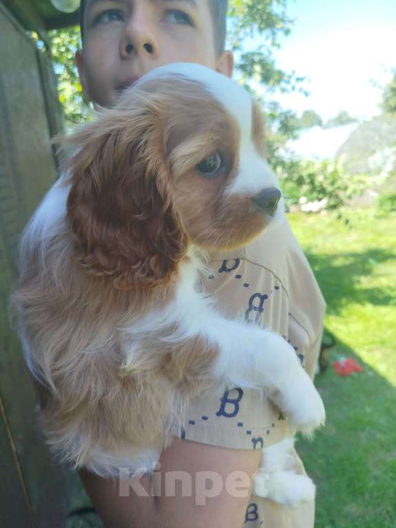 Собаки в Иваново: Мальчик, бленхейм, очаровательный. Мальчик, Бесплатно - фото 4