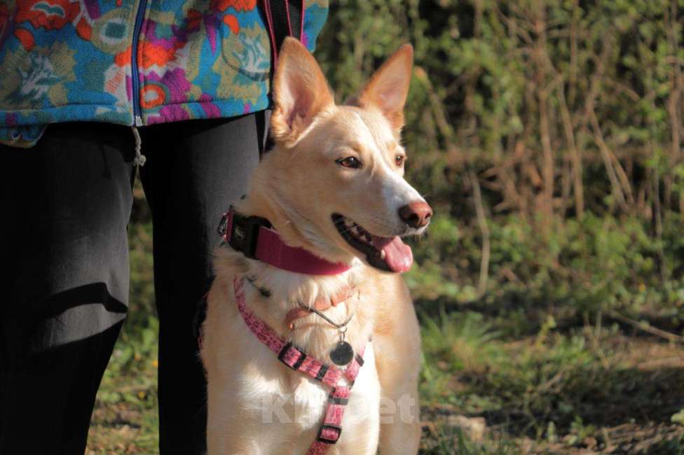 Собаки в Москве: Милая Нюша ищет дом!  Девочка, Бесплатно - фото 2