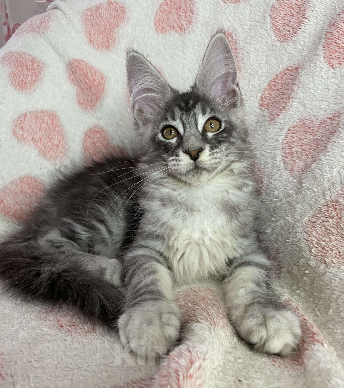 Кошки в Дмитрове: Черная серебристая мраморная девочка мейн кун Zlata Девочка, 30 000 руб. - фото 1