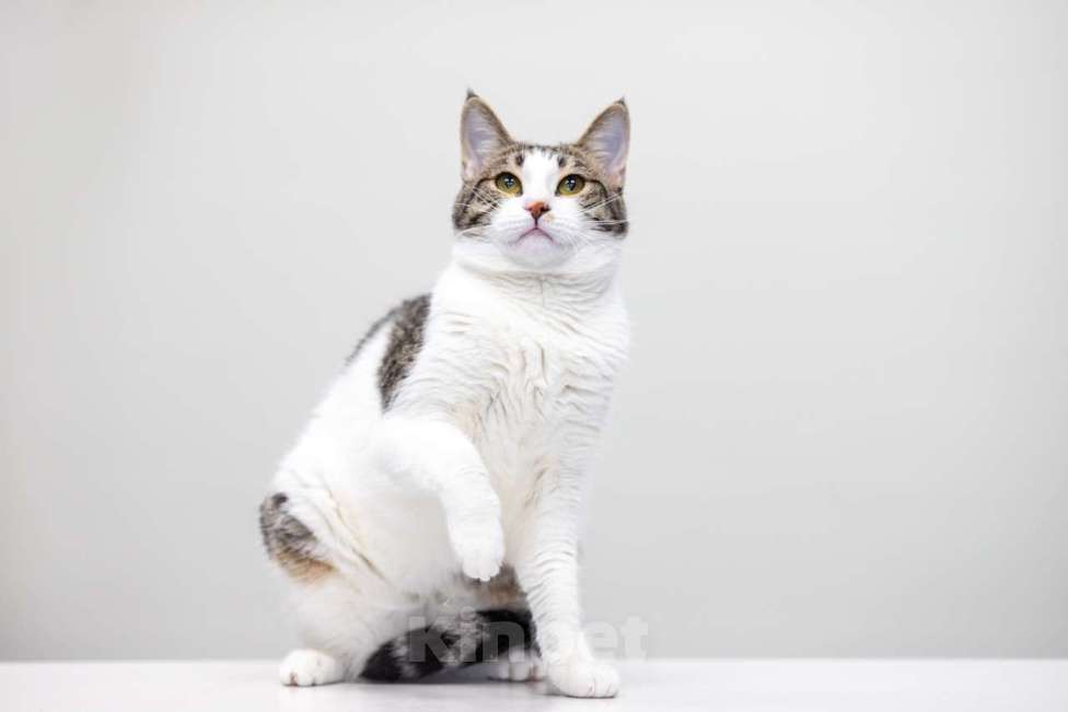 Кошки в Москве: котенок Дворжик в добрые руки Мальчик, Бесплатно - фото 3