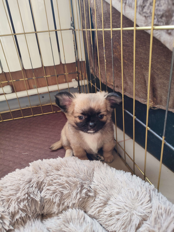 Собаки в других городах Калужской области: Шикарный мальчик чихуахуа Мальчик, 50 000 руб. - фото 4