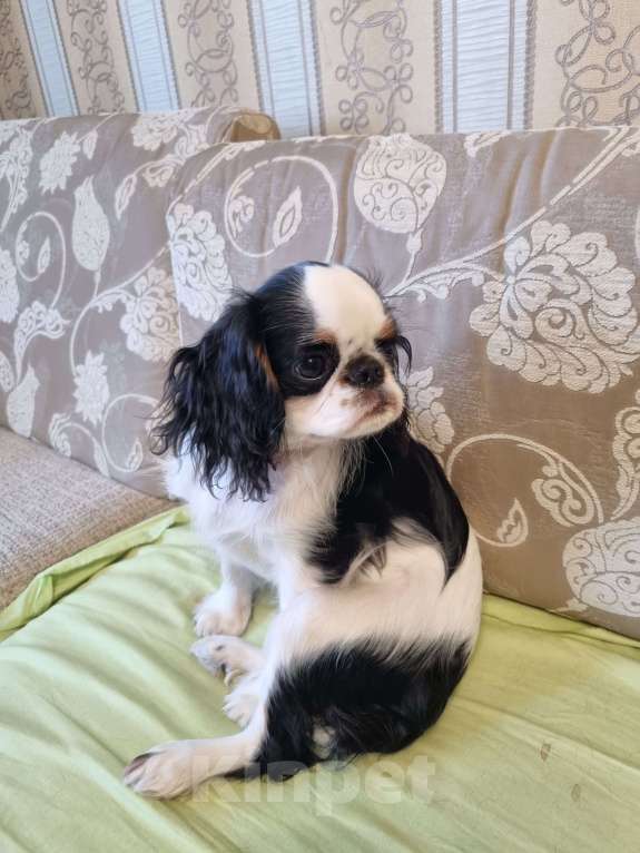 Собаки в Кемерово: Срочно! Продаеться щенок кинг-чарльз-спаниель 6 месяцев Девочка, 30 000 руб. - фото 6