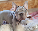 Собаки в Санкт-Петербурге: Шикарный щенки французский бульдог Мальчик, 70 000 руб. - фото 2