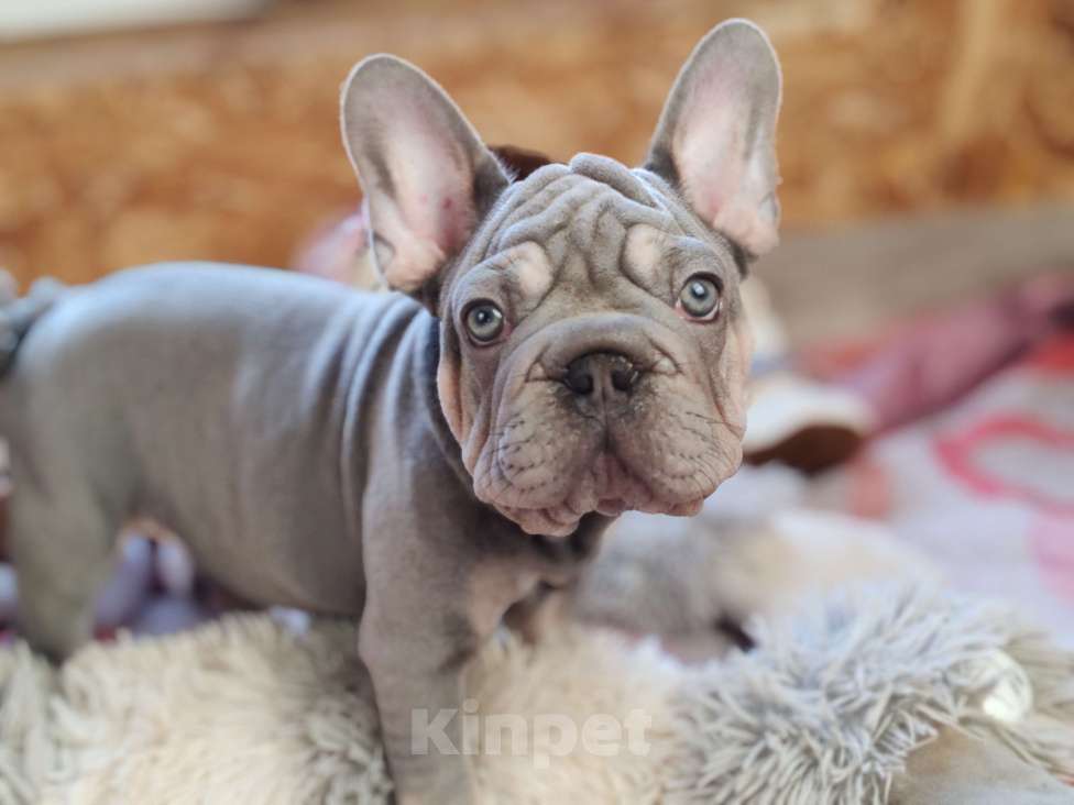 Собаки в Санкт-Петербурге: Шикарный щенки французский бульдог Мальчик, 70 000 руб. - фото 2
