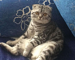 Кошки в Стерлитамаке: Вязка, кот, 1 000 руб. - фото 4