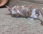 Кошки в Дубовке: Котята Донского сфинкса, 5 000 руб. - фото 4