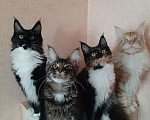 Кошки в Оленегорске: Мейн-кун, 15 000 руб. - фото 4