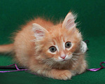 Кошки в Калуге: Румяный рыжий Рыжик. Котенок 2 мес в добрые руки. Мальчик, Бесплатно - фото 8