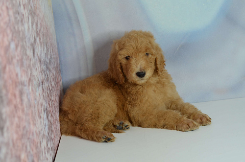 Щенки королевского пуделя